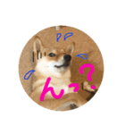 柴犬るな（個別スタンプ：6）