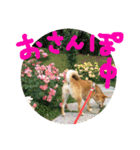 柴犬るな（個別スタンプ：7）