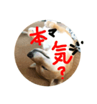 柴犬るな（個別スタンプ：8）