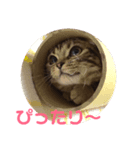 ねこのにちじょう〜〜（個別スタンプ：1）