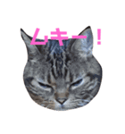 ねこのにちじょう〜〜（個別スタンプ：2）