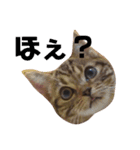 ねこのにちじょう〜〜（個別スタンプ：4）