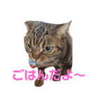 ねこのにちじょう〜〜（個別スタンプ：6）
