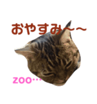 ねこのにちじょう〜〜（個別スタンプ：7）