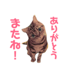 ねこのにちじょう〜〜（個別スタンプ：8）