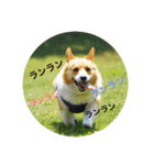 トム＆ラム（個別スタンプ：3）