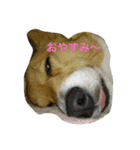 トム＆ラム（個別スタンプ：5）