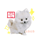 ティーカップポメラニアンのそら（個別スタンプ：2）