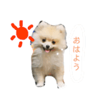 ティーカップポメラニアンのそら（個別スタンプ：3）