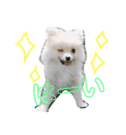 ティーカップポメラニアンのそら（個別スタンプ：4）