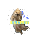 ティーカップポメラニアンのそら（個別スタンプ：7）