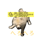 ティーカップポメラニアンのそら（個別スタンプ：8）