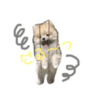 ティーカップポメラニアンのそら（個別スタンプ：9）