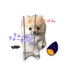 ティーカップポメラニアンのそら（個別スタンプ：12）