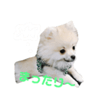 ティーカップポメラニアンのそら（個別スタンプ：14）