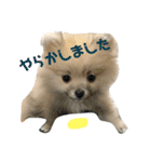 ティーカップポメラニアンのそら（個別スタンプ：15）
