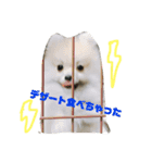 ティーカップポメラニアンのそら（個別スタンプ：17）