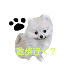 ティーカップポメラニアンのそら（個別スタンプ：18）