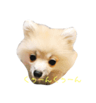 ティーカップポメラニアンのそら（個別スタンプ：22）
