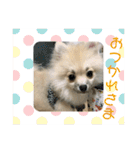 ティーカップポメラニアンのそら（個別スタンプ：23）
