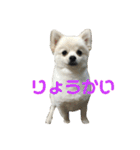 colosuke（個別スタンプ：6）