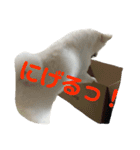 colosuke（個別スタンプ：13）