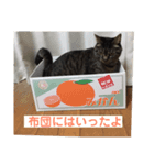 みかん。あいさつ（個別スタンプ：1）