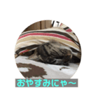 みかん。あいさつ（個別スタンプ：2）