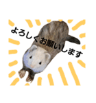 フェレット（イタチ）のん太とひゃっ吉（個別スタンプ：2）