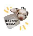 フェレット（イタチ）のん太とひゃっ吉（個別スタンプ：30）