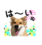 癒し犬ココ5 だって犬だもの（個別スタンプ：3）