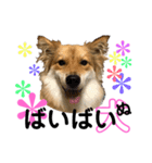 癒し犬ココ5 だって犬だもの（個別スタンプ：32）