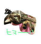 ネコ 日常（個別スタンプ：2）