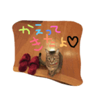 ネコ 日常（個別スタンプ：5）