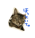 ネコ 日常（個別スタンプ：8）