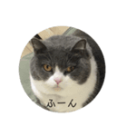 にゃんこのロイ（個別スタンプ：8）