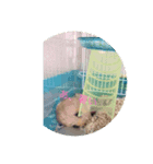 わたしのハムスター（個別スタンプ：4）