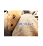 わたしのハムスター（個別スタンプ：5）