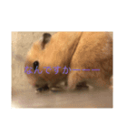 わたしのハムスター（個別スタンプ：7）