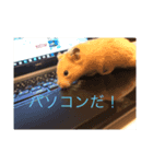 わたしのハムスター（個別スタンプ：8）
