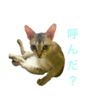うちのアビちゃん3（個別スタンプ：4）