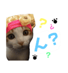 我が家のアイドル、猫とオカメインコ。（個別スタンプ：1）