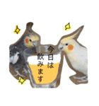 我が家のアイドル、猫とオカメインコ。（個別スタンプ：2）