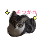 我が家のアイドル、猫とオカメインコ。（個別スタンプ：4）