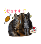 我が家のアイドル、猫とオカメインコ。（個別スタンプ：6）