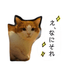 我が家のアイドル、猫とオカメインコ。（個別スタンプ：8）