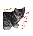 我が家のアイドル、猫とオカメインコ。（個別スタンプ：9）