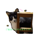 我が家のアイドル、猫とオカメインコ。（個別スタンプ：10）