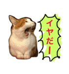我が家のアイドル、猫とオカメインコ。（個別スタンプ：11）