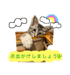 我が家のアイドル、猫とオカメインコ。（個別スタンプ：12）